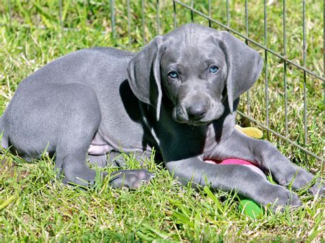 Blue Lacy Dog Breed Information & Characteristics