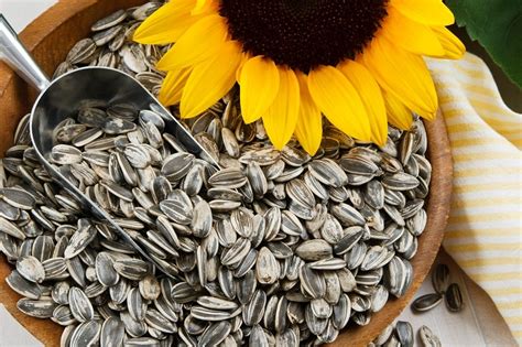 Sunflower Power: 5 Nutrition Benefits of Sunflower Seeds | LaptrinhX / News