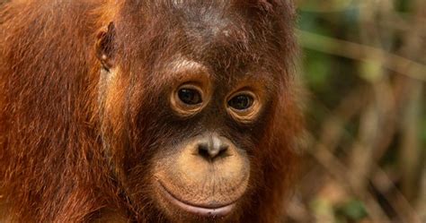 Est Partners With Borneo Orangutan Survival Australia Endurance