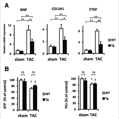 Pressure Overload Induced Alterations In Cardiac Gene Expression And