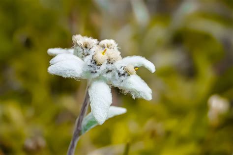 Yuk Kenalan Dengan Edelweiss Si Bunga Abadi