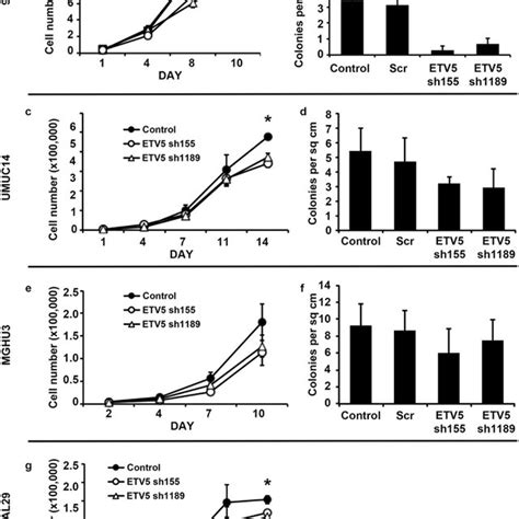 Etv5 Expression And Cell Density Of Normal Urothelial Cells Are