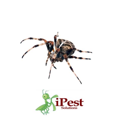 Waco Pest Control Termite Control Ipest Solutions Waco Exterminator