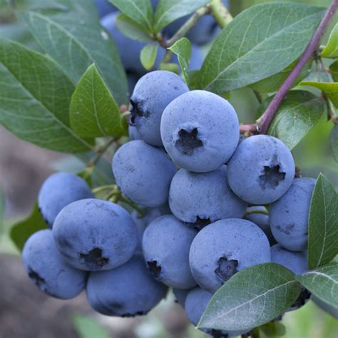 Blauwe Bosbes Vaccinium Corymbosum Brigitta Blue Flowbo B V