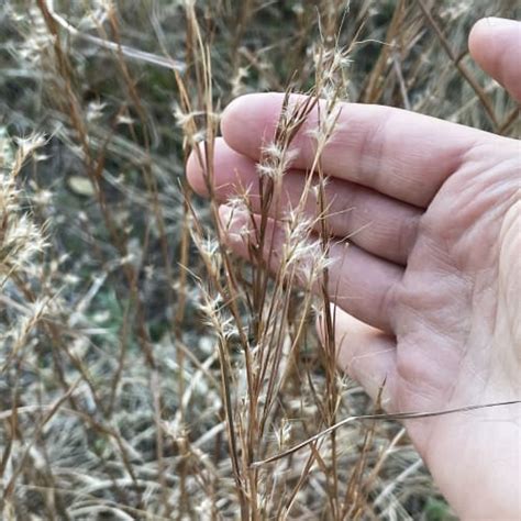 11 Native Grasses for Texas Gardens (ID + Pics) - Pond Informer