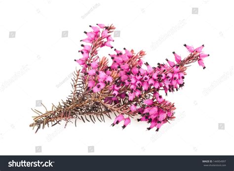 Purple Heather Branch Isolated On White Stock Photo 144954997