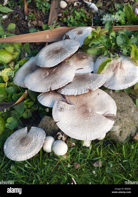 A group of mushrooms probably Horse Mushroom Agaricus arvensis which ...