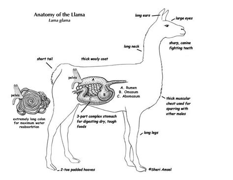 Llama