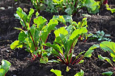 9 of the Best Companion Plants for Broccoli | Gardener’s Path