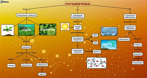 Mapa Conceptual Sobre La Fotosintesis