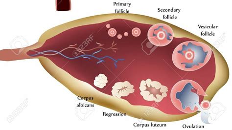 Ovary Anatomy