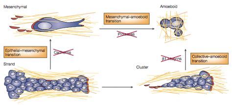 "Plasticity of cancer invasion". The character of cancer cell migration ...