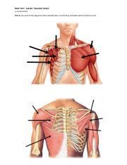 Lab 2 Shoulder Girdle Worksheet Docx BIOL 1017 Lab 2 Shoulder