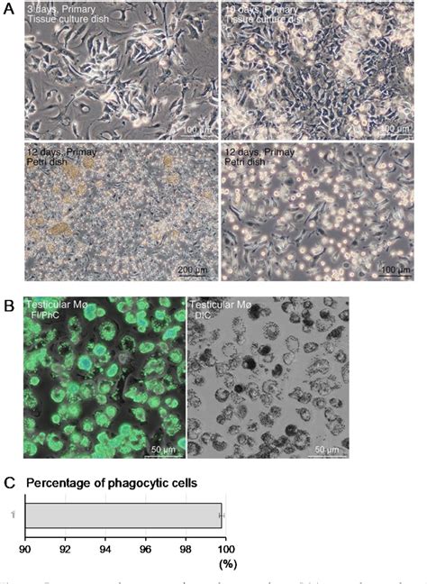 Figure 1 From Testicular Macrophages Produce Progesterone De Novo