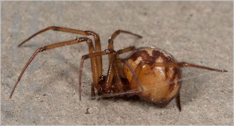 Common House Spider Or Black Widow Steatoda Triangulosa Bugguidenet