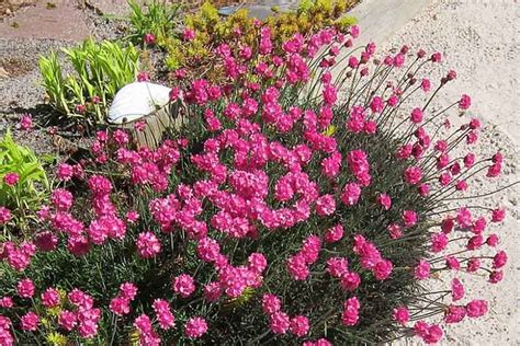 Armeria Maritima Rubrifolia Sea Thrift Plant Combinations