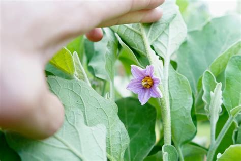 When Is An Eggplant Ripe Hint Don T Let Them Turn Brown