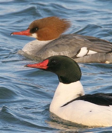 Bill Hubick Photography - Common Merganser (Mergus merganser)