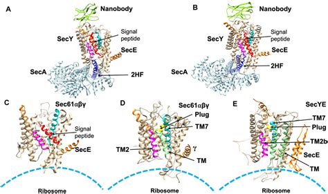 Frontiers Bacterial Signal Peptides Navigating The Journey Of Proteins