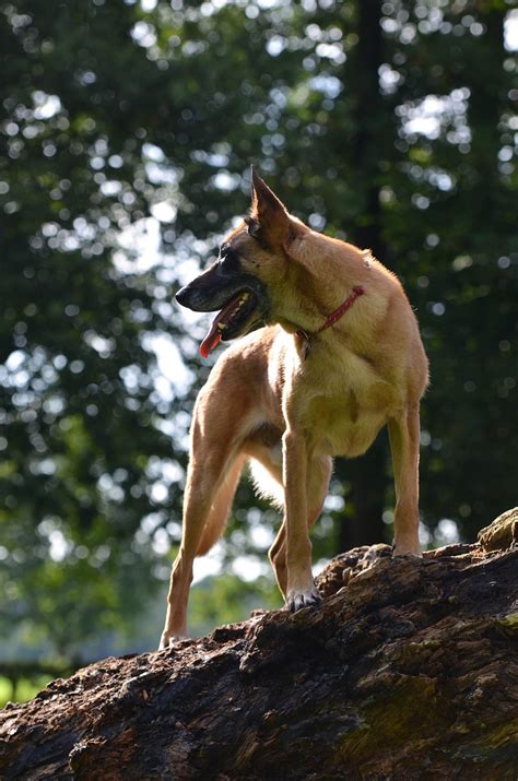 Free Belgian Malinois Malinois Images Pixabay