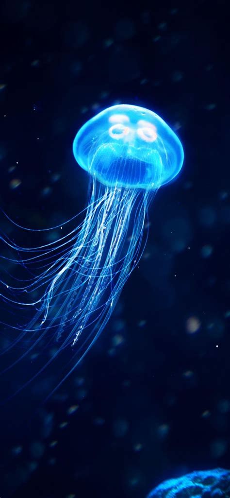 jellyfish phone wallpaper in 2024 | Iphone wallpaper jellyfish, Blue jellyfish, Jellyfish ...