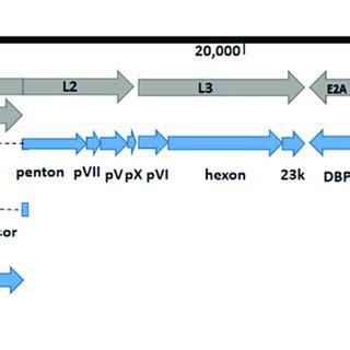 Transcriptional Map And Genome Organization Of Hadv Strain