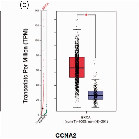 Correlation Between Expression Levels Of Cdk Ccna And Ccnb And