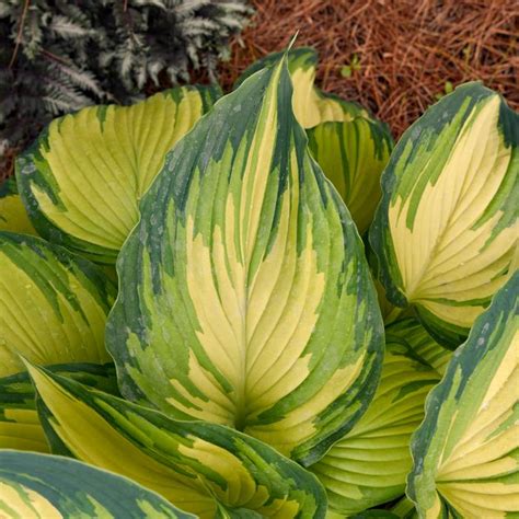 My Fair Lady Hosta Sooner Plant Farm