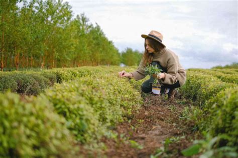 Canada Agri Food Pilot Program 2024 CanadaImmigration News