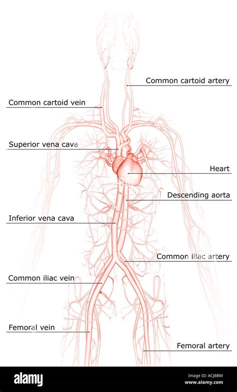 The Blood Vessels Of The Upper Body Stock Photo Alamy