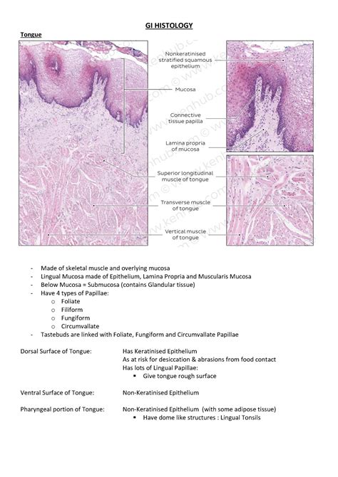 Gi Histology Gi Histology Tongue Made Of Skeletal Muscle And