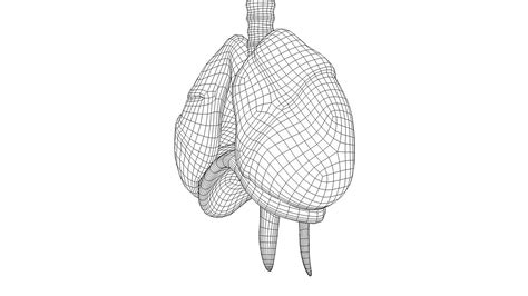 3D Respiratory System - TurboSquid 2060805