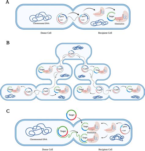 Schematic Illustration Of An Engineered Crispr Cas9 System That Targets Download Scientific