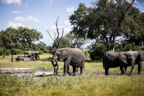 Botswana Rundreise I Delta Chobe Trail Jet Reisen