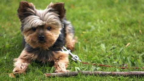 Yorkshire Terrier descrierea rasei pro și contra hrănirea