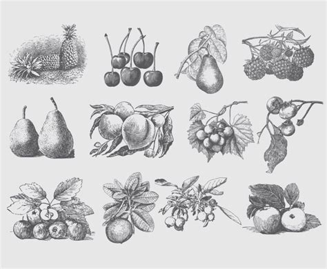Gray Vintage Fruit Illustrations Vector Art And Graphics