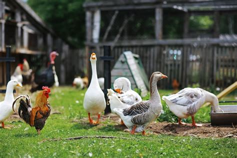 Goose Houses – Garden Wildlife