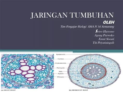 Ppt Jaringan Meristem Powerpoint Presentation Free Download Id3879445