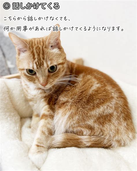 【驚愕】たくさん話しかけられて育った猫はこうなります｜あなたの猫ちゃんはどう？（ねこぞー） エキスパート Yahoo ニュース