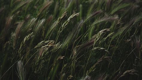 Wallpaper Field Grass Spikelets Vegetation Hd Picture Image