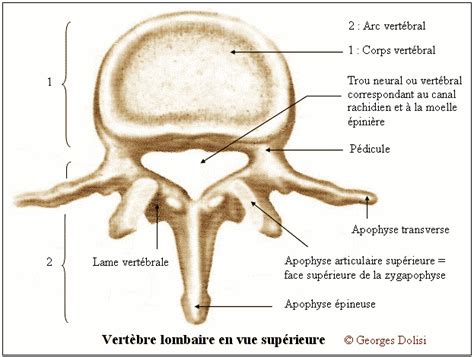 Vertèbre Suite Des Schémas Dictionnaire Médical