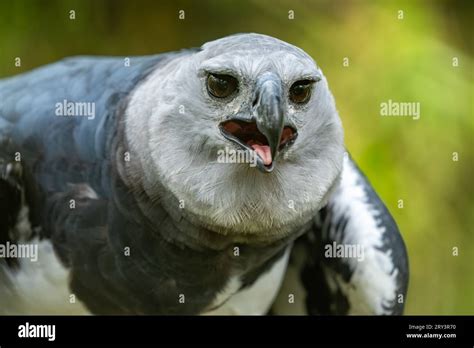 A Harpy Eagle Harpia Harpyja In The Belize Zoo Stock Photo Alamy