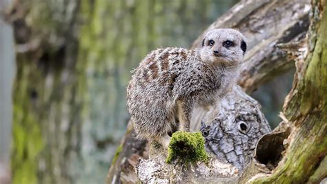 Steve And Aneeshwar Go Wild Series 1 9 Meerkat And Giant Millipede