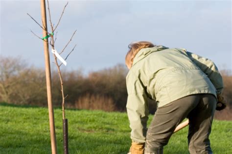 Apfelbaum im Topf Tipps für Pflege Ernte