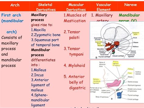 Development Of Pharyngeal Apparatus