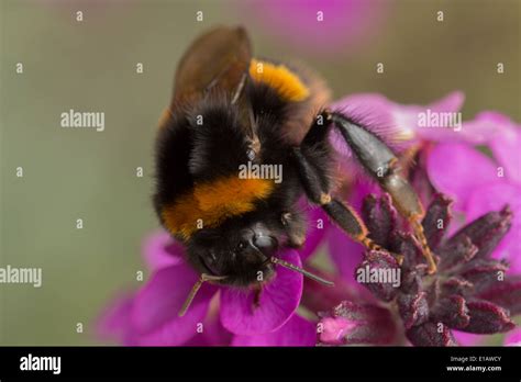 Buff Tailed Bumble Bee Queen Bombus Terrestris On Pink Perennial