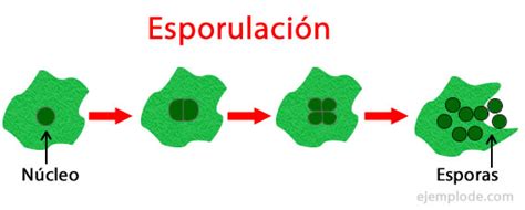 Ejemplos De Reproducción Asexual