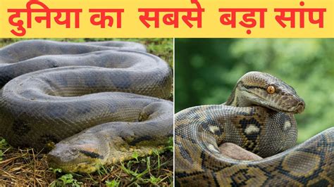 दुनिया का सबसे लंबा साँप Duniya Ka Sabse Lamba Saap Snake Snakes