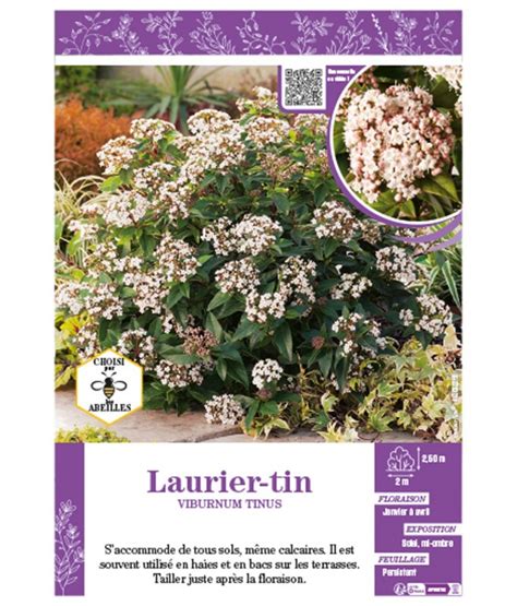 Viburnum Tinus Voir Laurier Tin