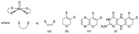 Pterin chemistry and its relationship to the molybdenum cofactor - PMC